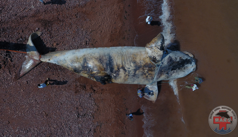 A right whale necropsy off Prince Edward Island, Canada. Photo credit: Marine Animal Response Society